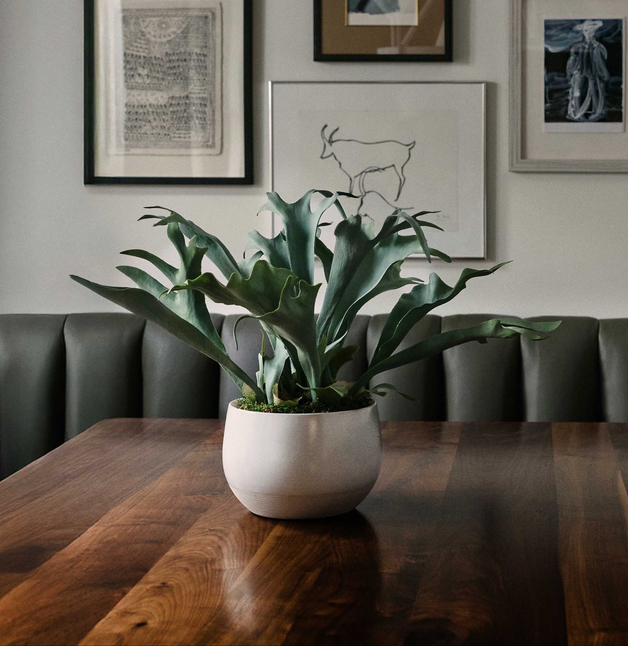 Plants and Trees