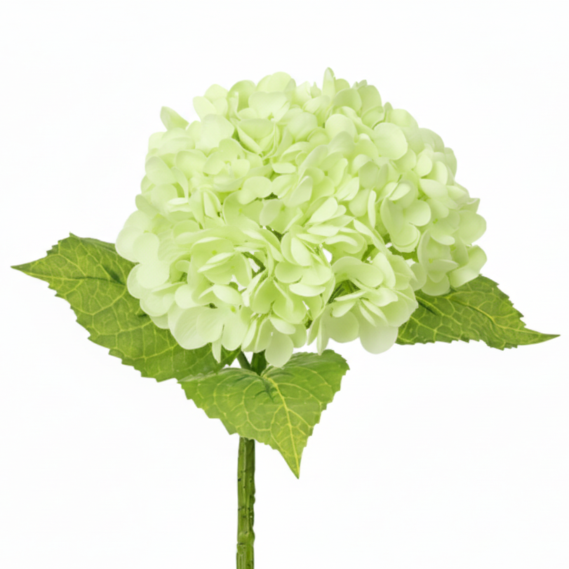 Smooth Hydrangea (Annabelle style)