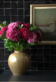 Grand "Dinnerplate" Dahlia