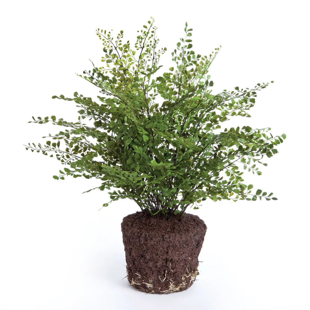 Maidenhair Fern
