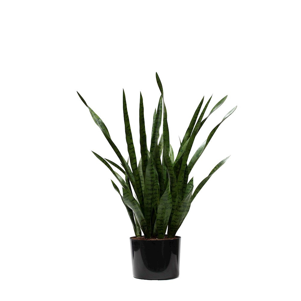 Sansevieria (Snake) Plant