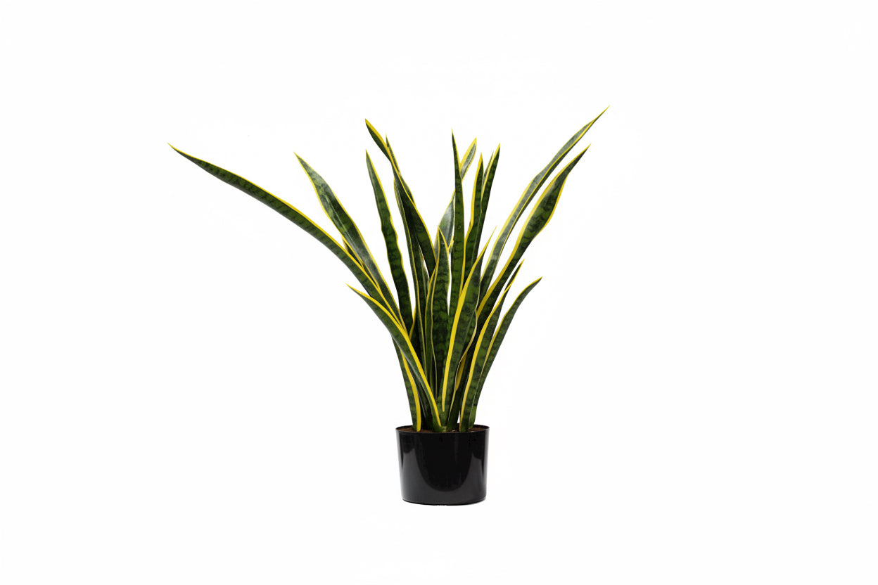 Sansevieria (Snake) Plant