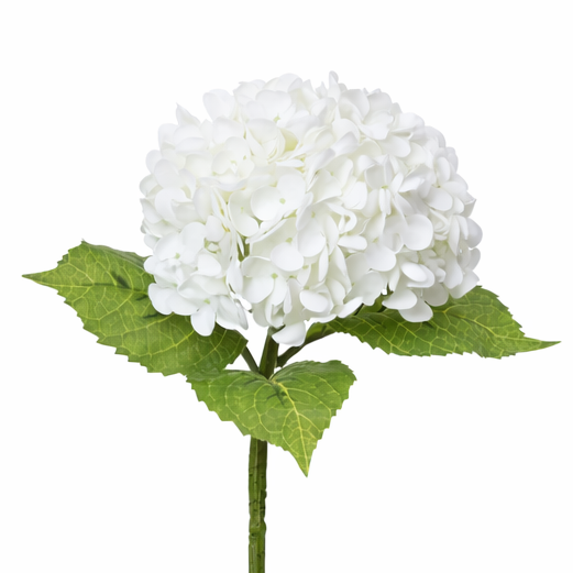 Hydrangea Smooth White Closeup Product Image