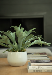 Staghorn Fern