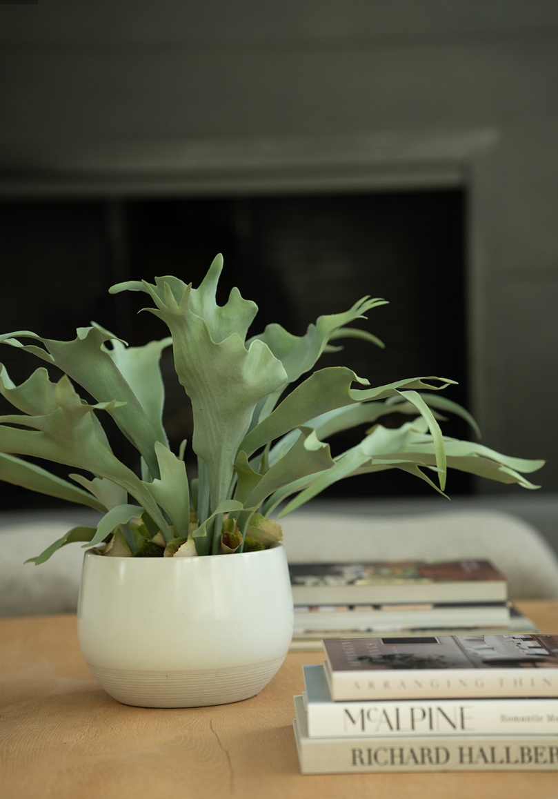 Staghorn Fern