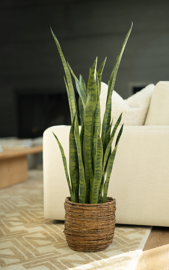 Sansevieria (Snake) Plant