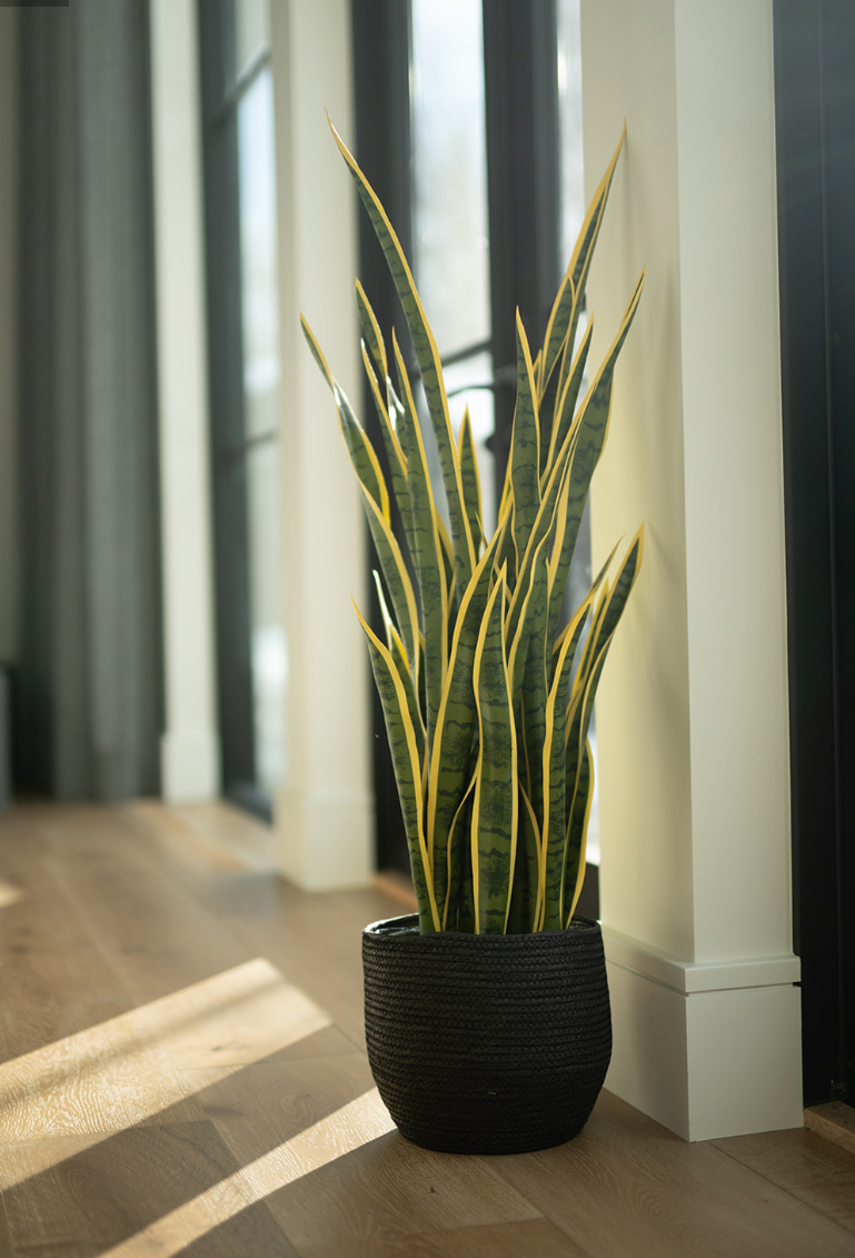 Sansevieria (Snake) Plant