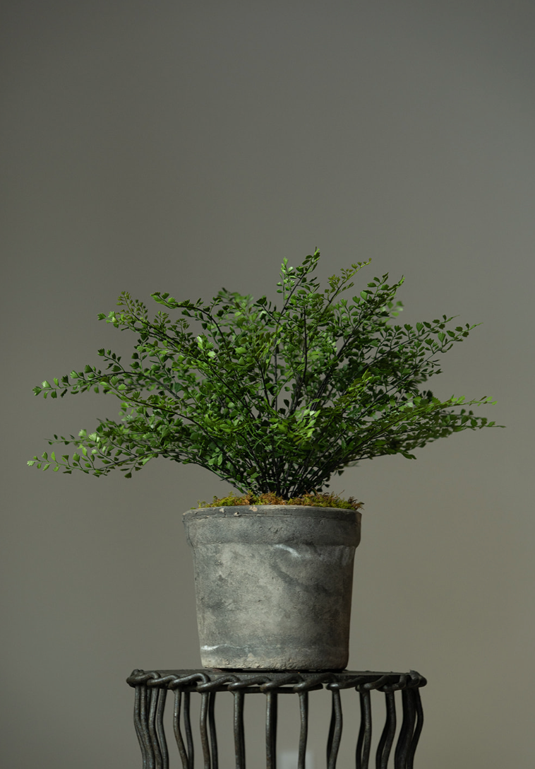 Maidenhair Fern