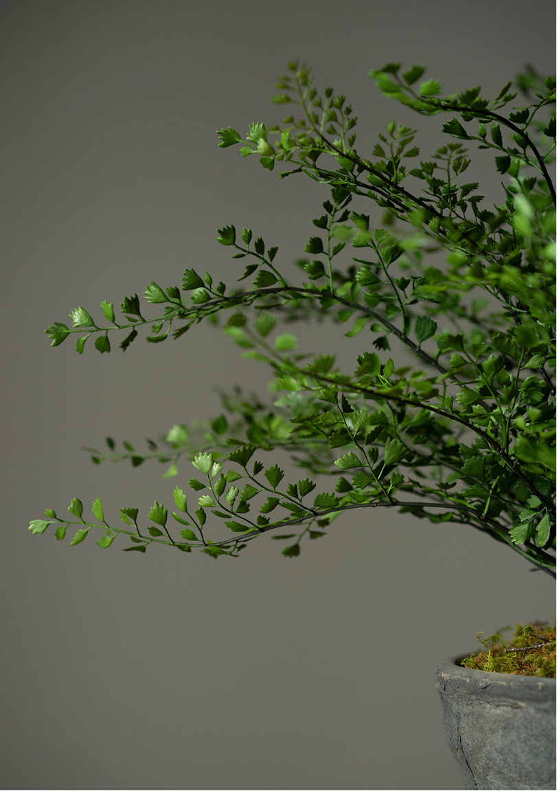 Maidenhair Fern