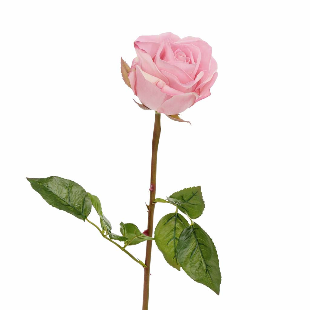 Blooming Rose Light Pink Close Up Product Photo