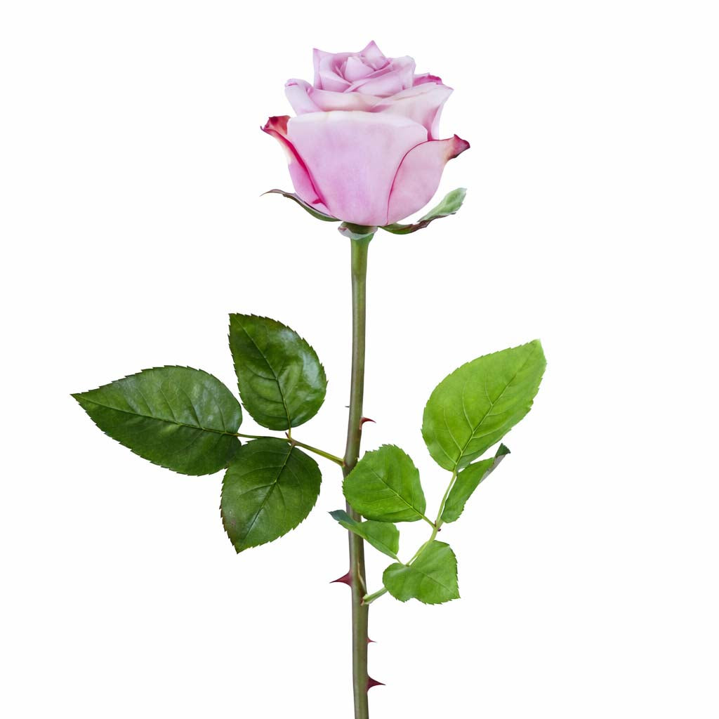 Signature Long Stem Blooming Rose