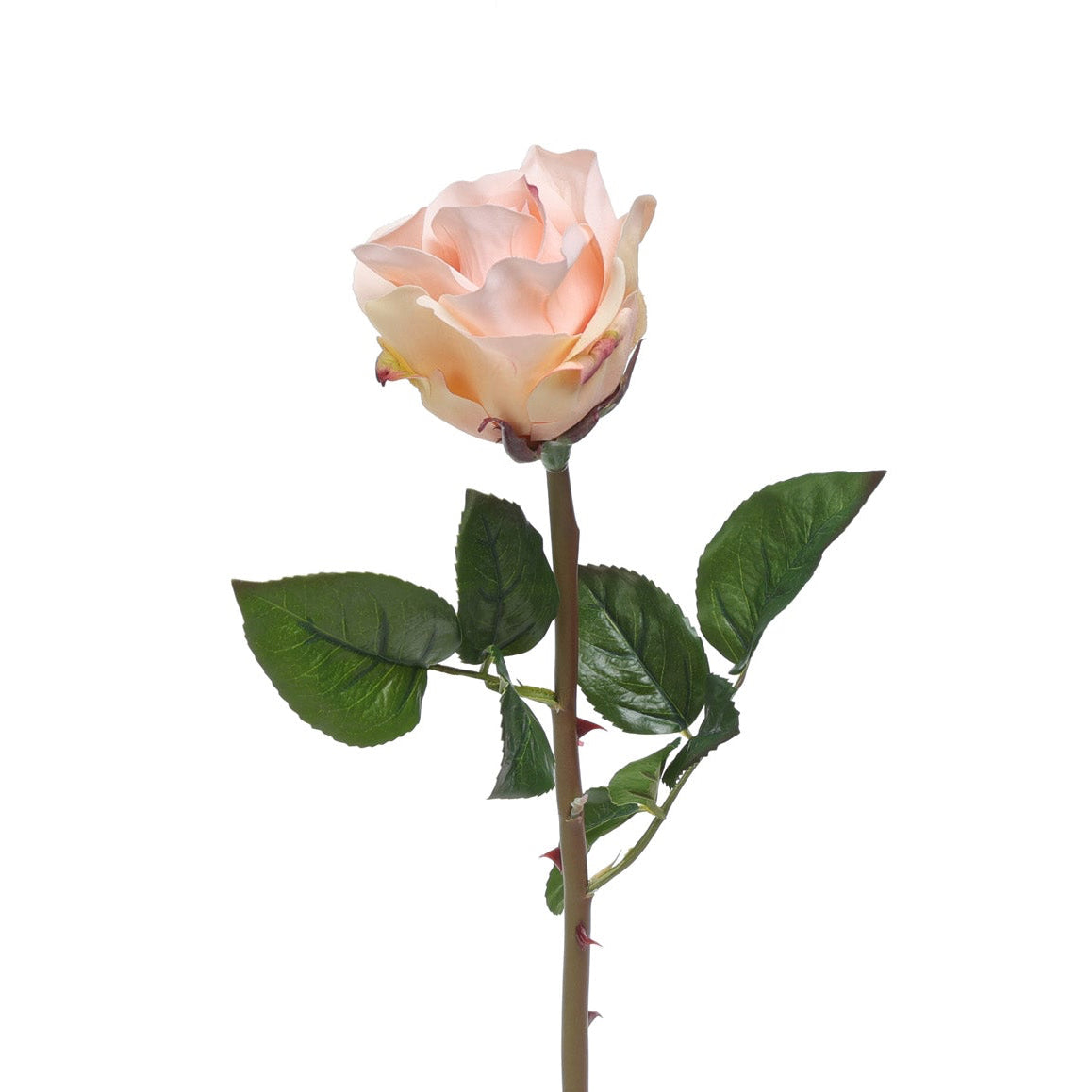 Blooming Rose Cream Pink Product Photo
