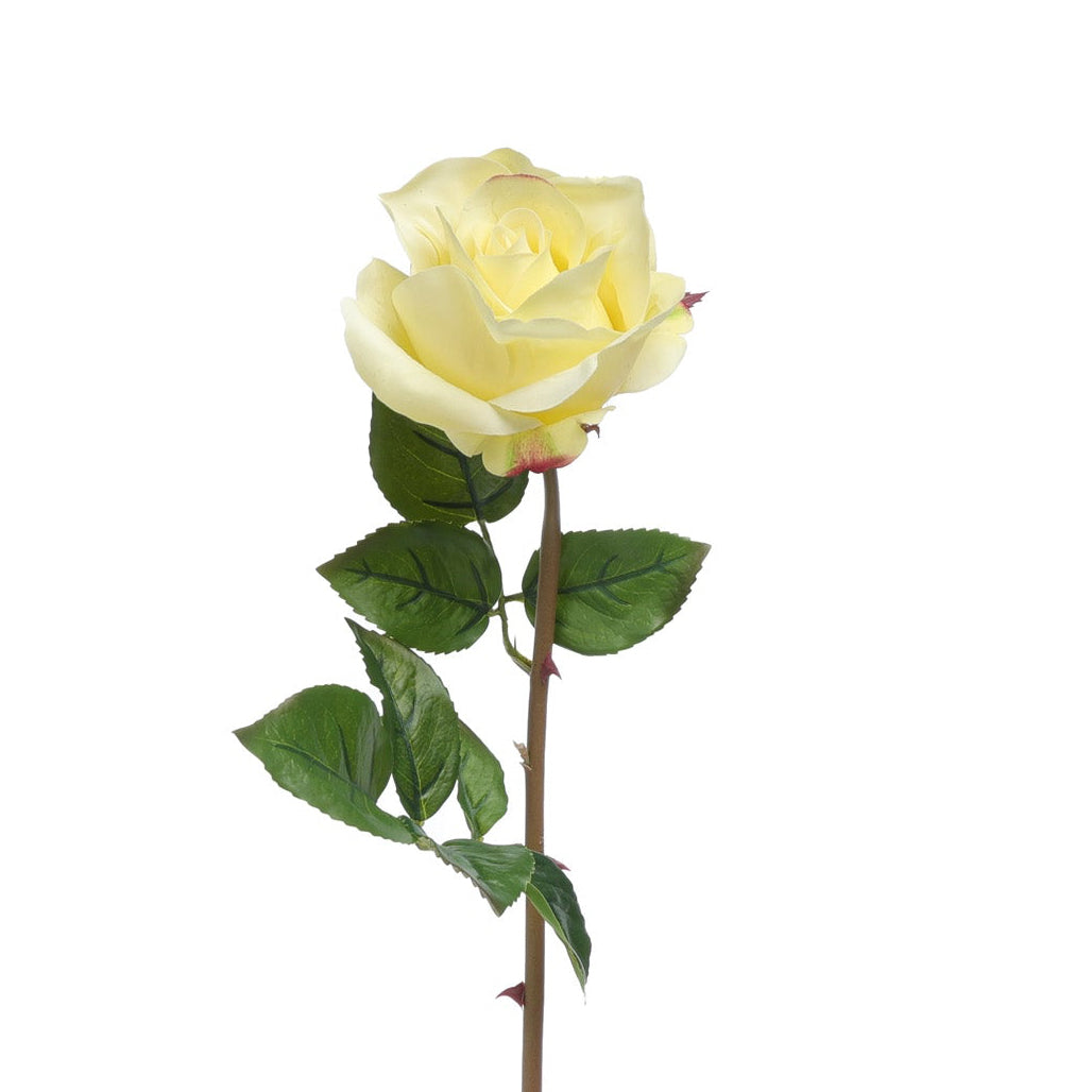 Blooming Rose Yellow Product Photo