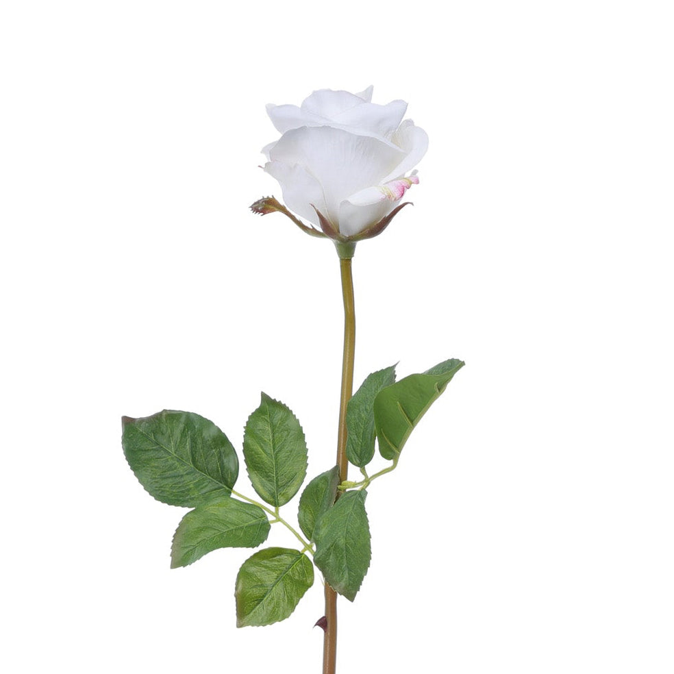 Blooming Rose White Product Photo
