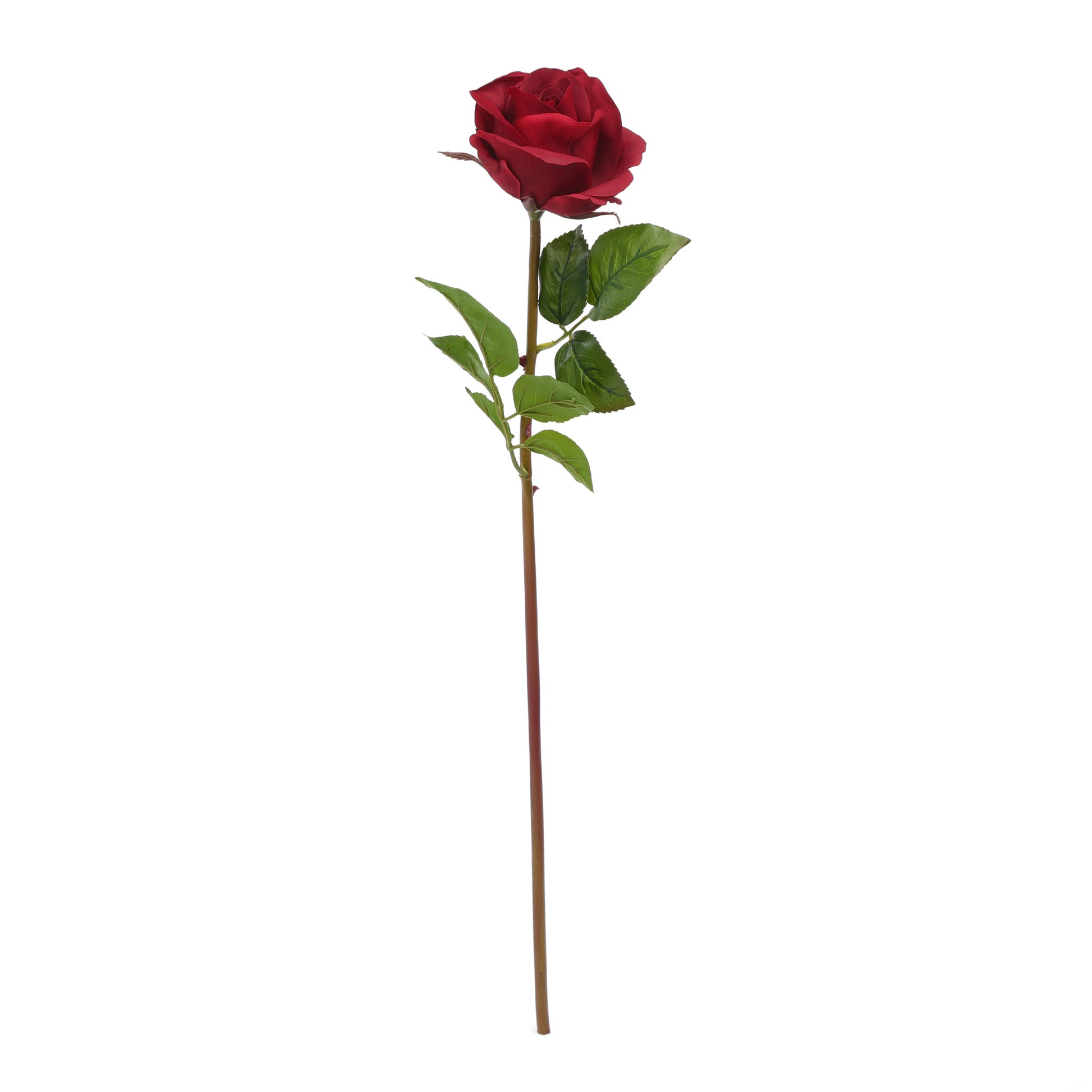 Blooming Rose Red Product Photo