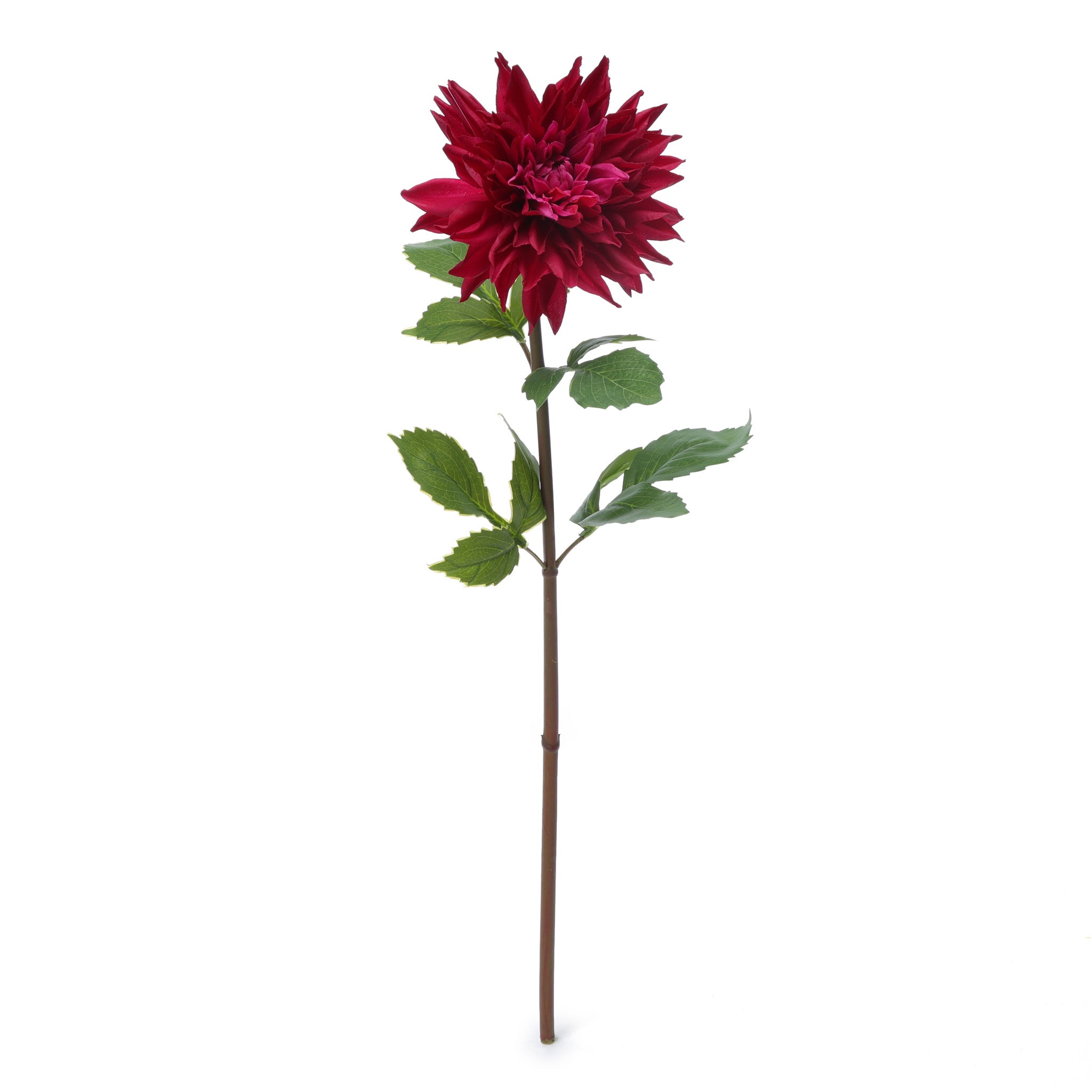 Dahlia Burgundy Product Photo