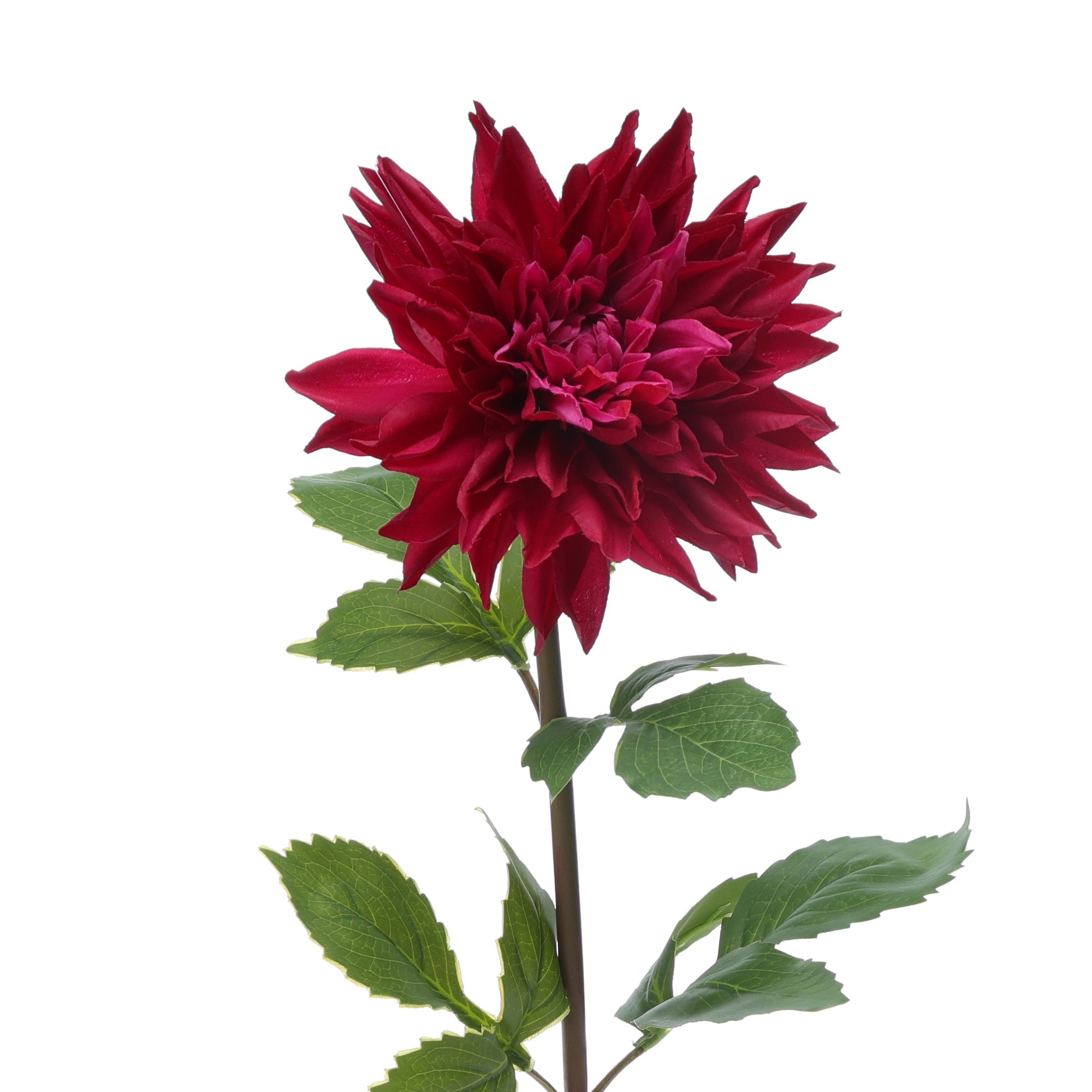 Dahlia Burgundy Close Up Product Photo