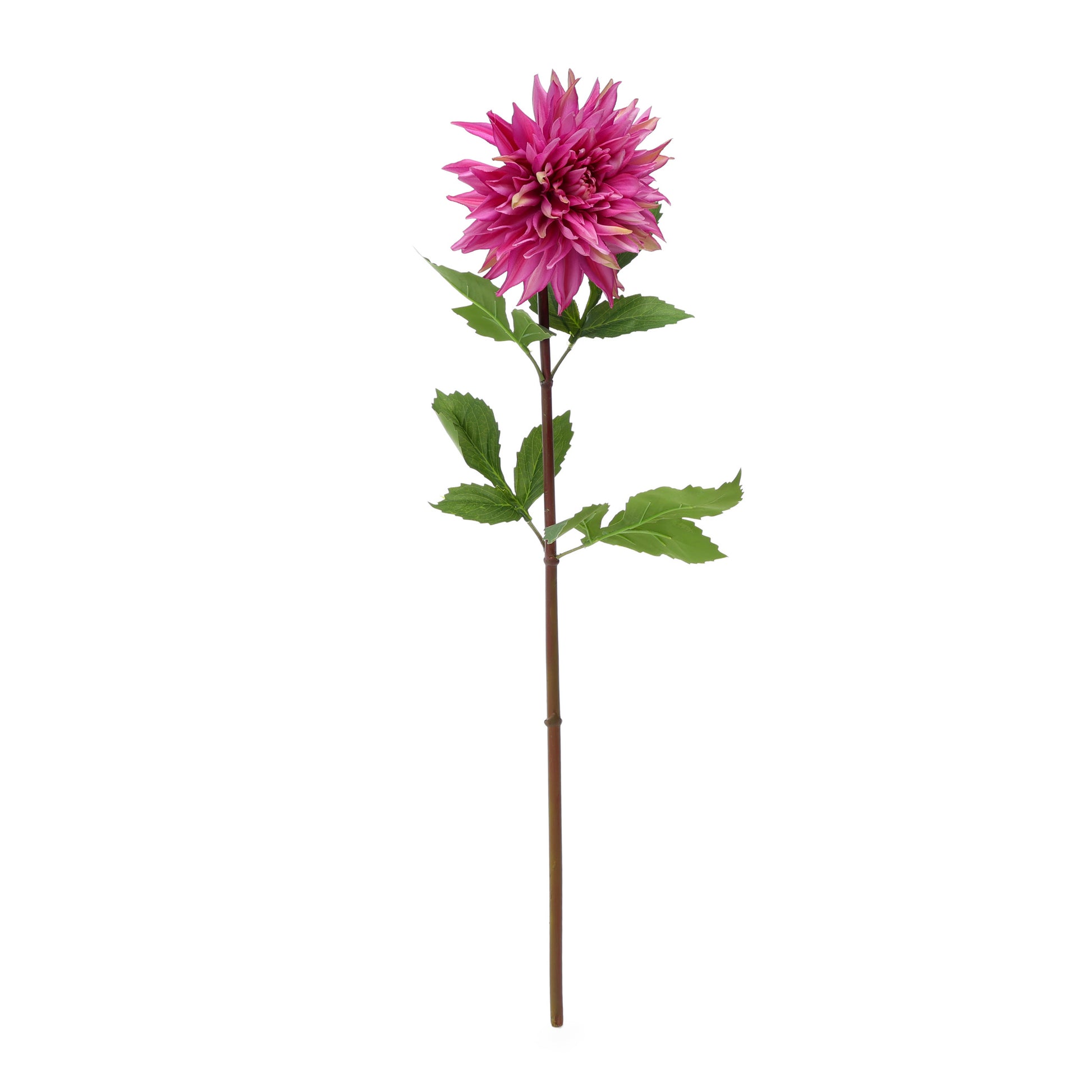 Dahlia Mauve Product Photo