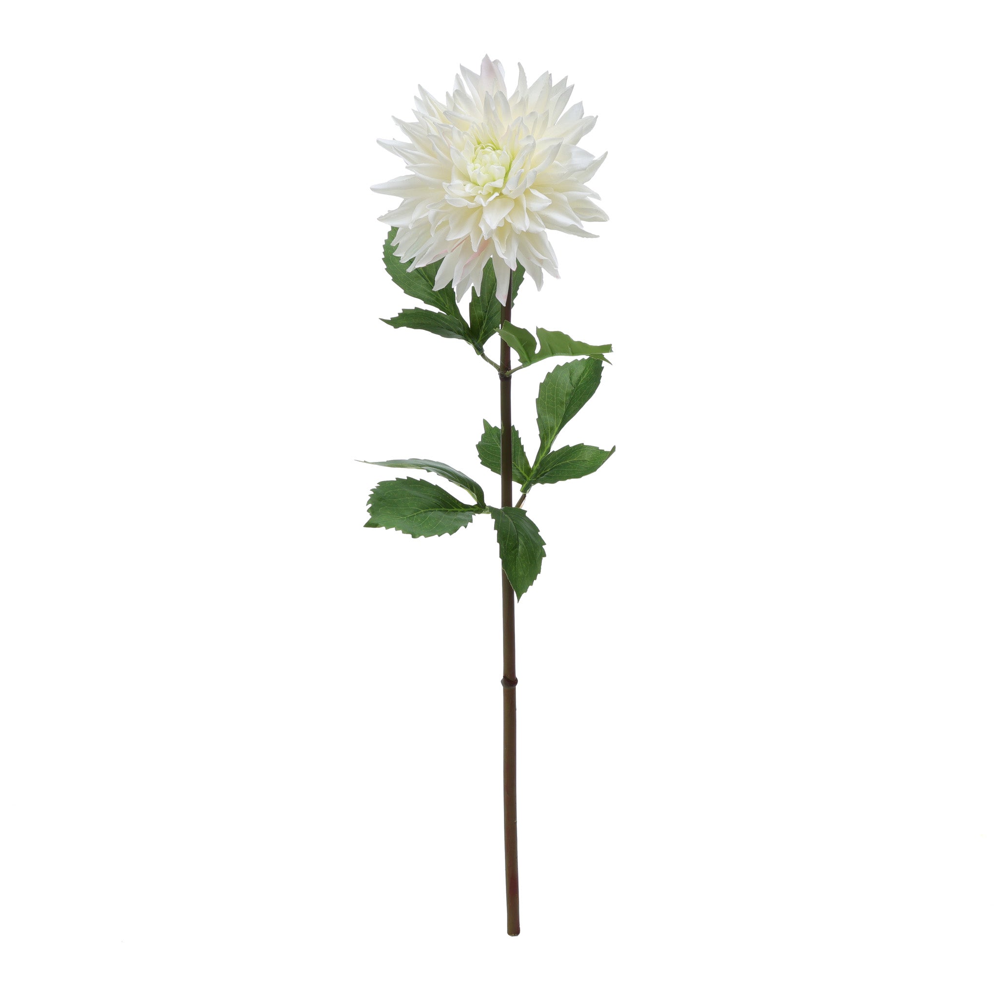 Dahlia White Product Photo