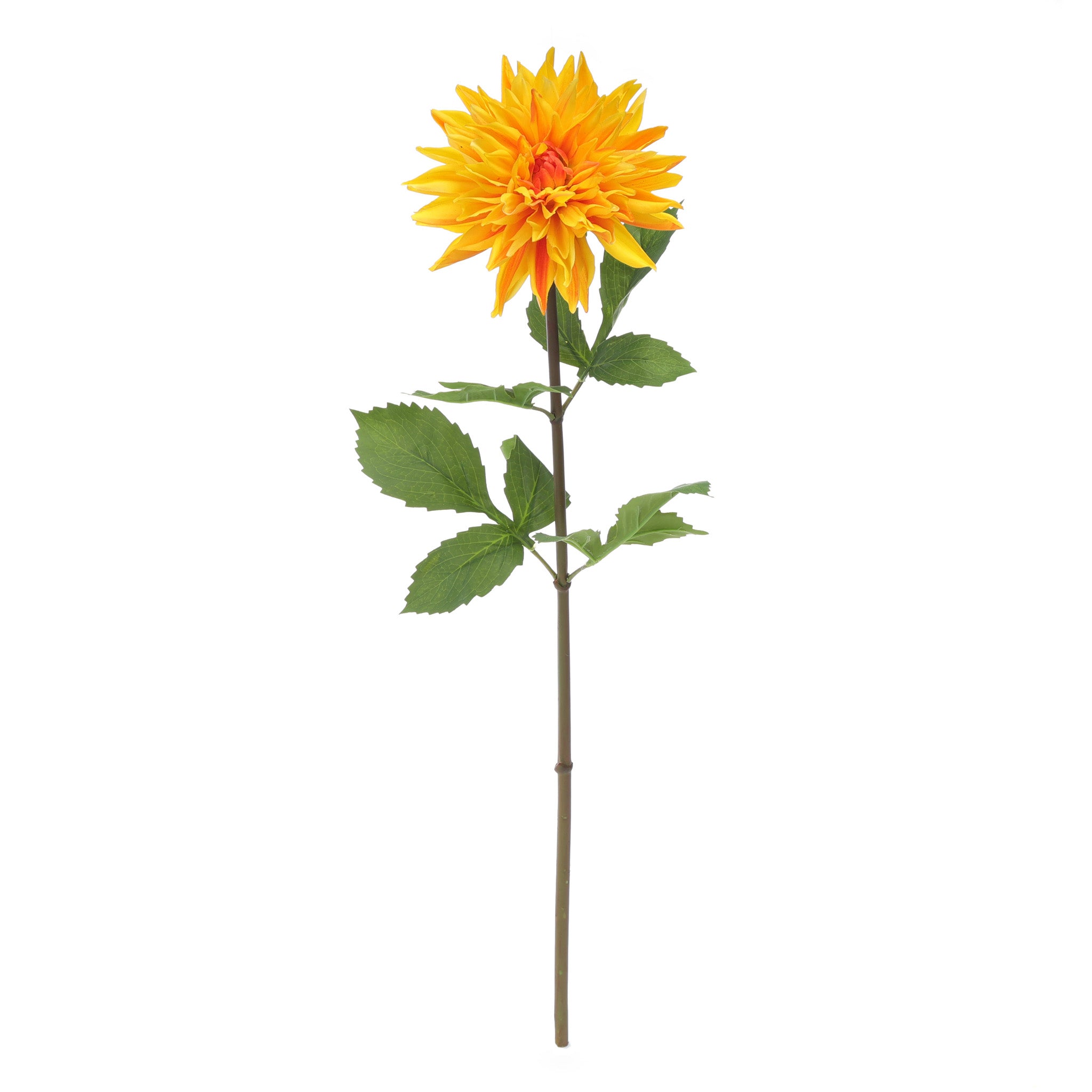 Dahlia Yellow Product Photo