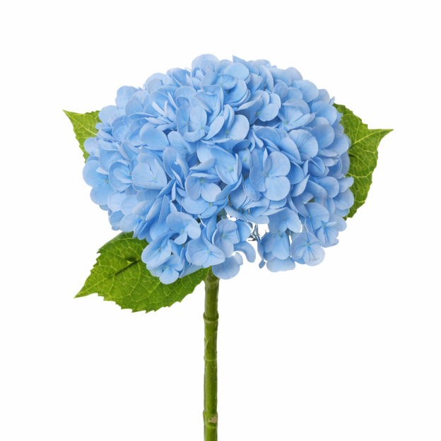 Hydrangea Classic Blue Product Image