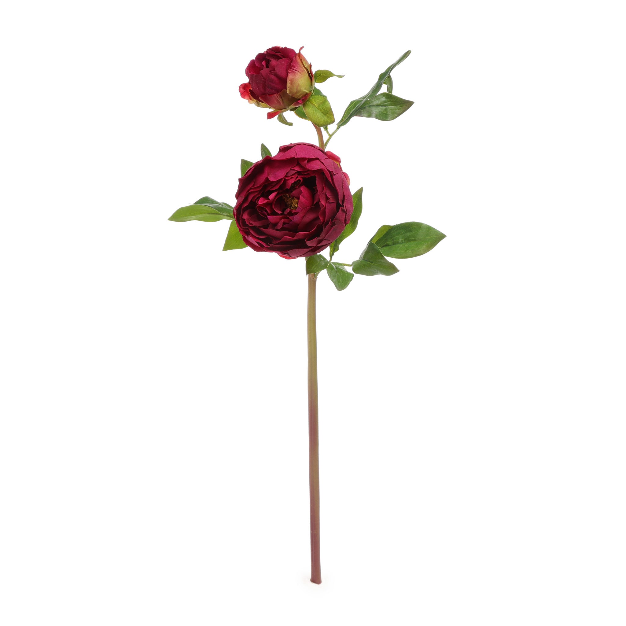 Peony Double Burgundy Product Image