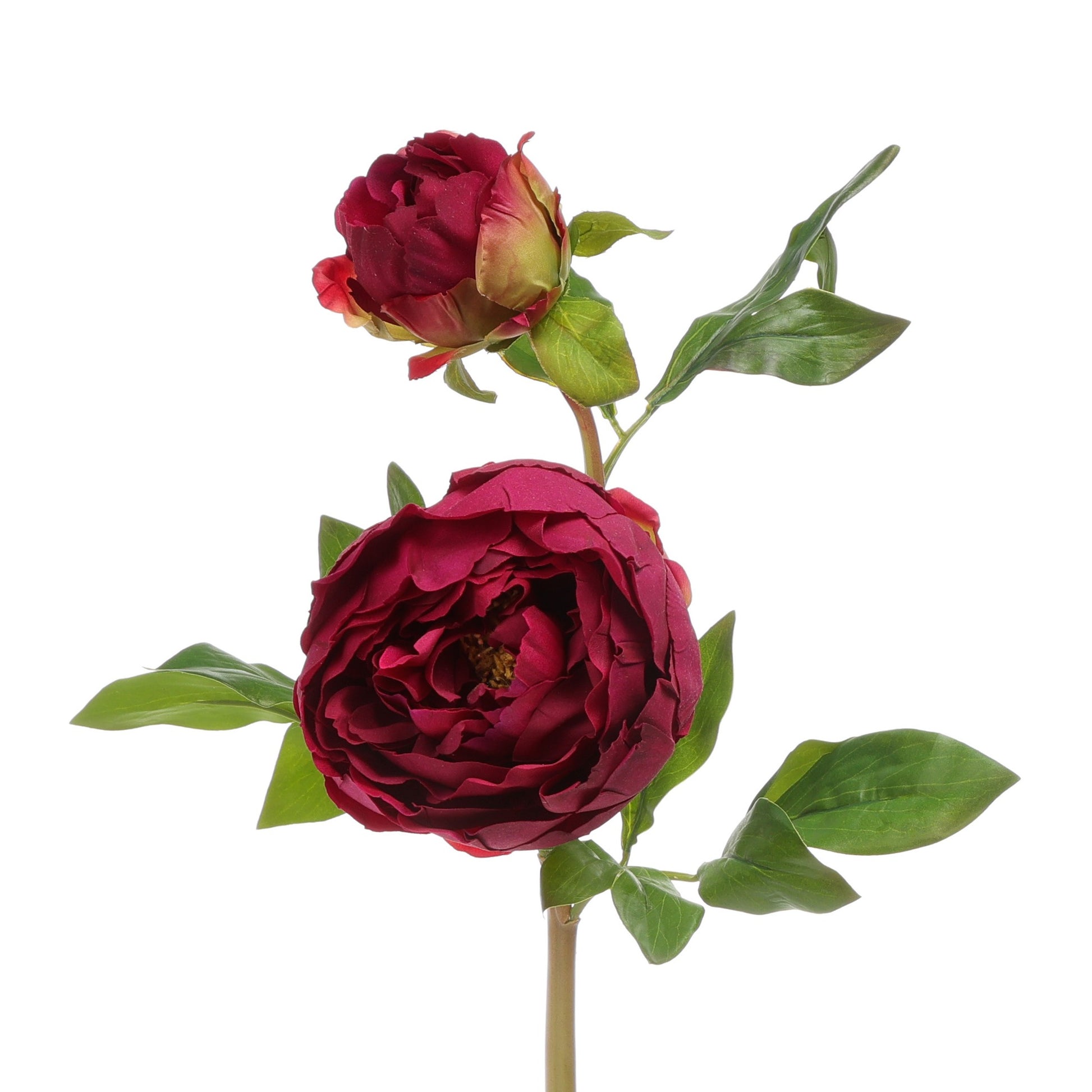 Peony Double Burgundy Close Up Product Image