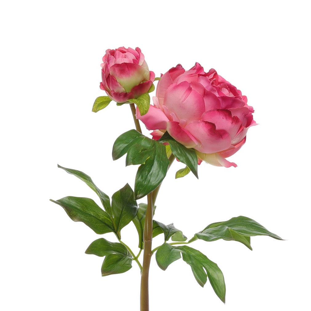 Peony Double Fuchsia Product Image