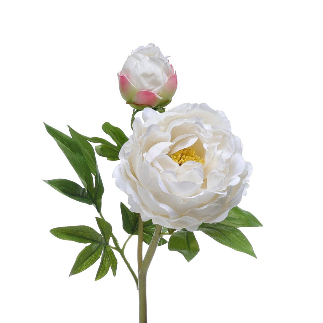 Peony Double White Product Image