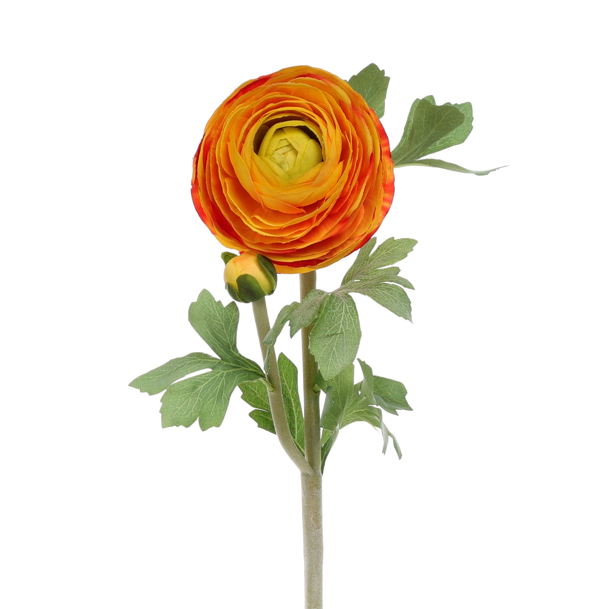 Ranunculus Orange Yellow Closeup Product Image