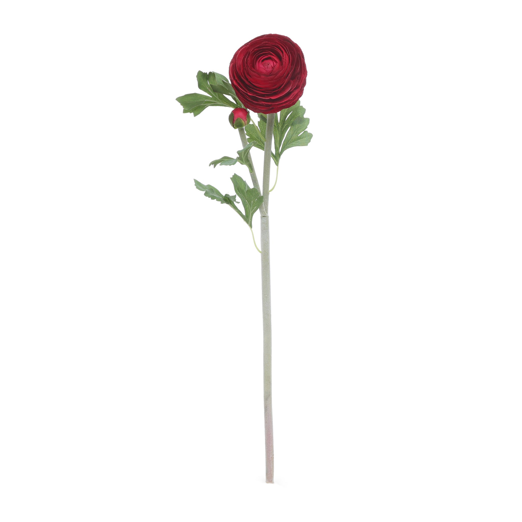 Ranunculus Burgundy Product Image