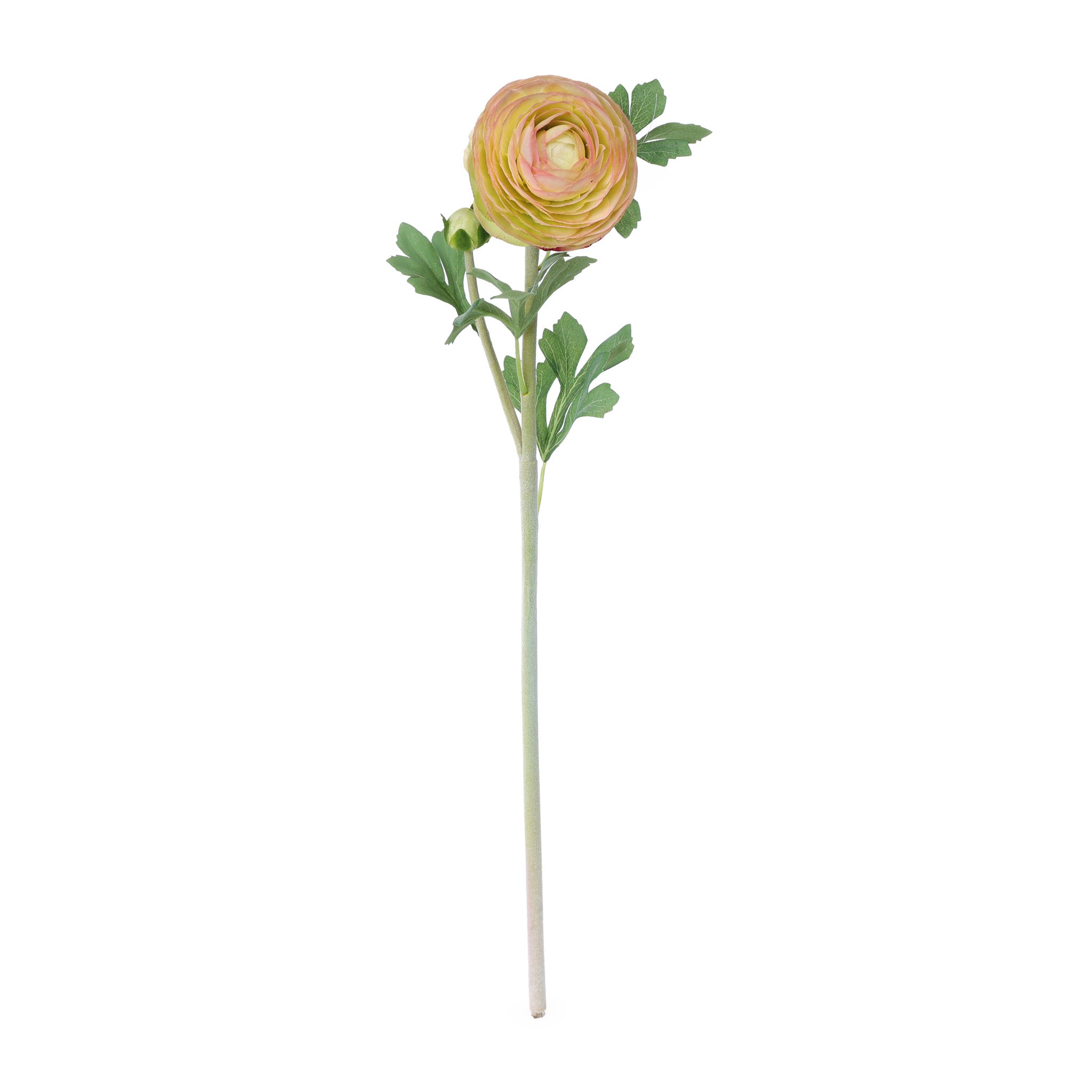 Ranunculus Light Yellow Product Image