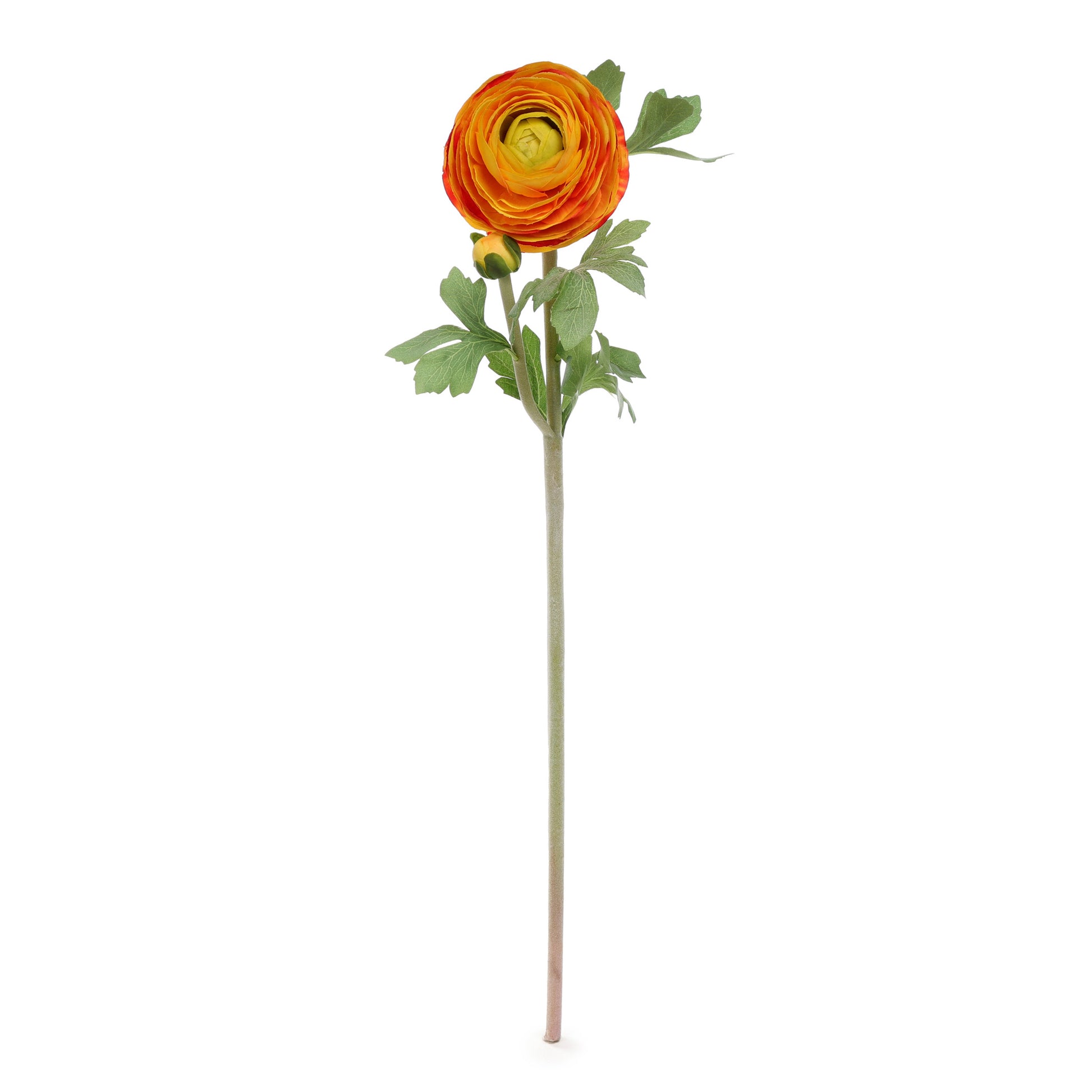 Ranunculus Orange Yellow Product Image