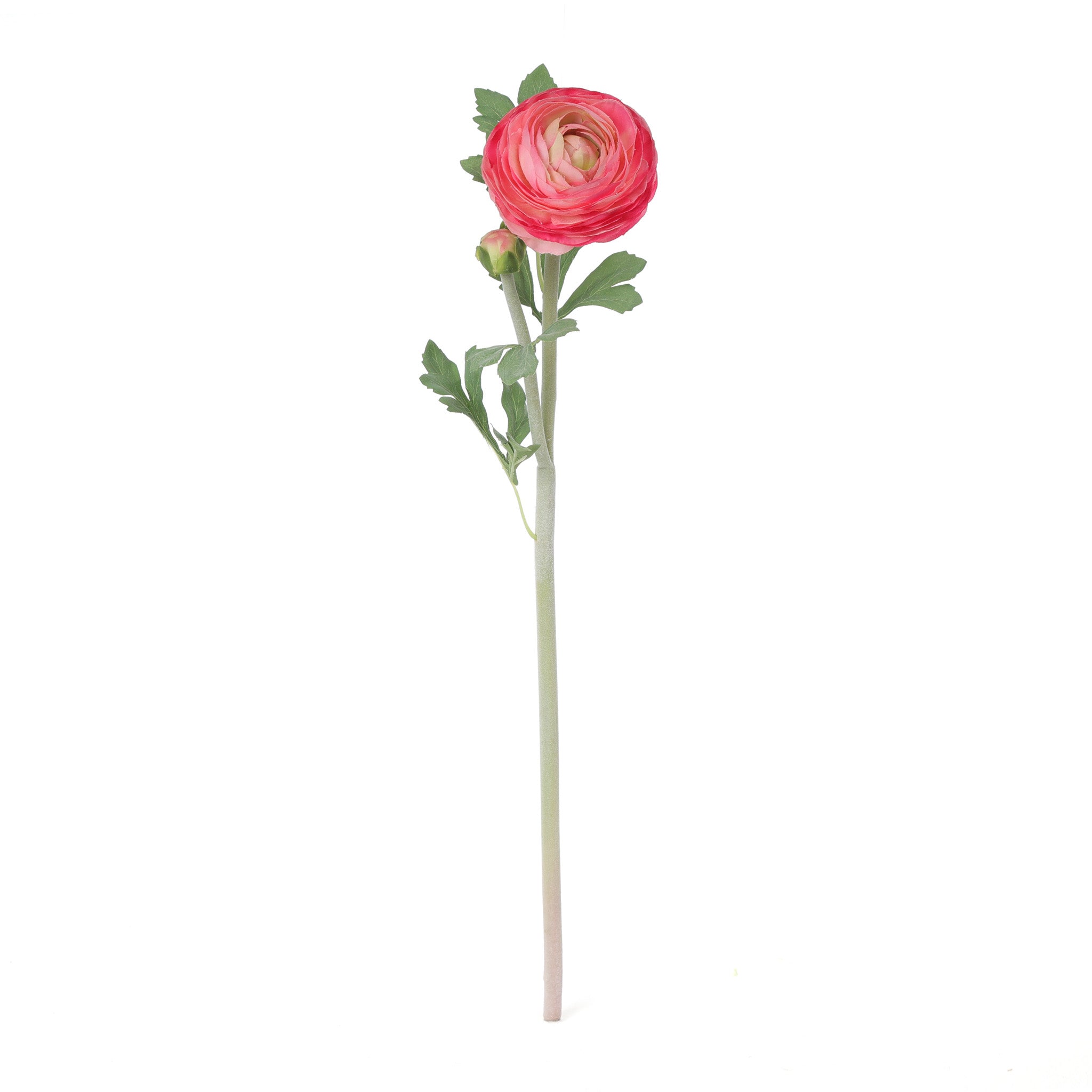 Ranunculus Pink Product Image