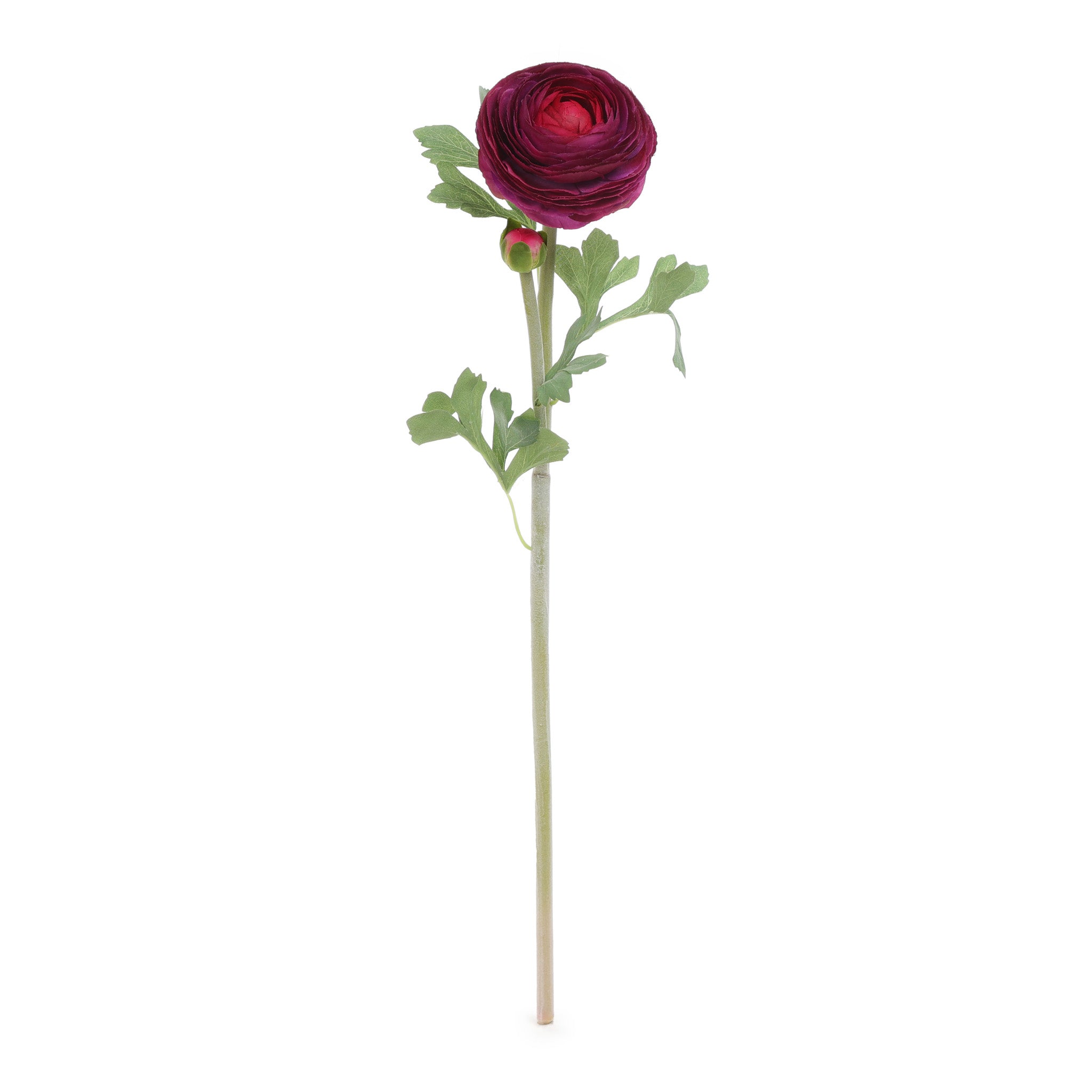 Ranunculus Purple Product Image