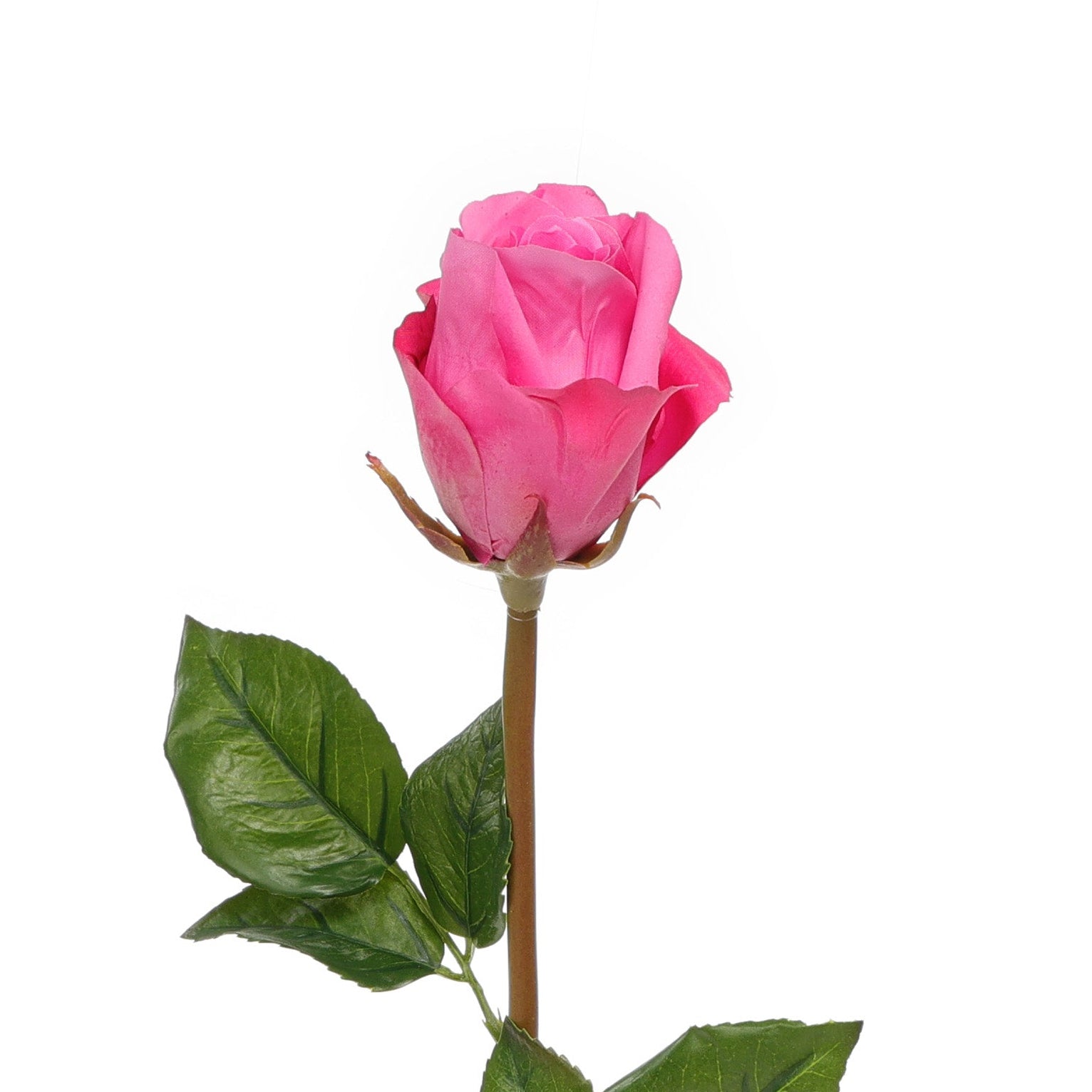 Rosebud Fuchsia Closeup Product Image