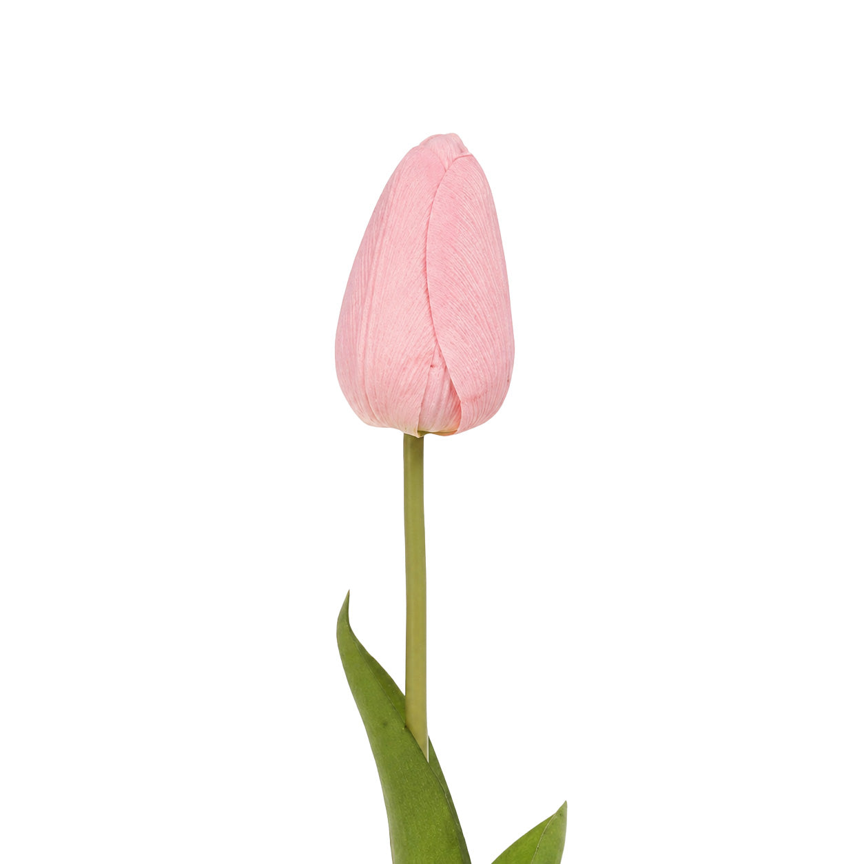 Tulip Light Pink Product Image