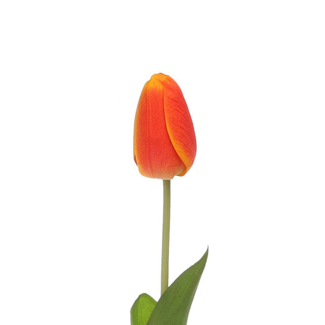 Tulip Orange Product Image
