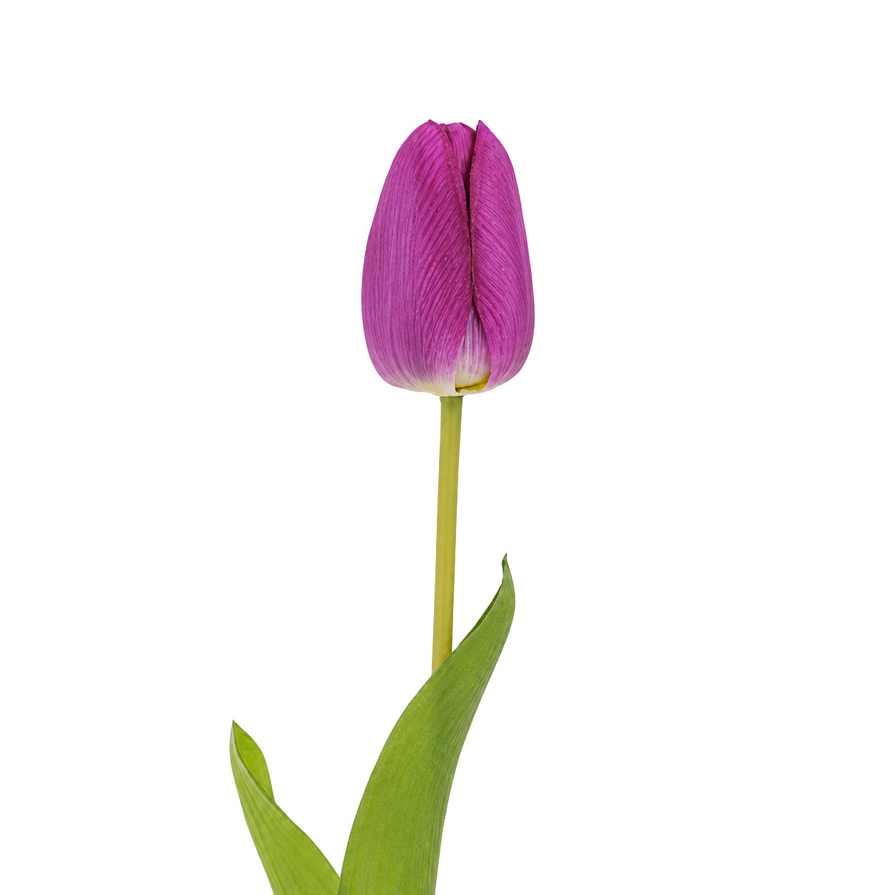 Tulip Purple Product Image