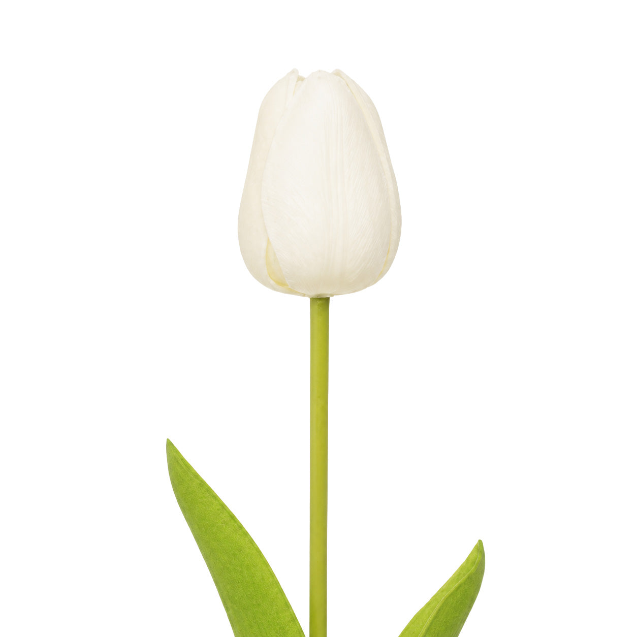 Tulip White Product Image