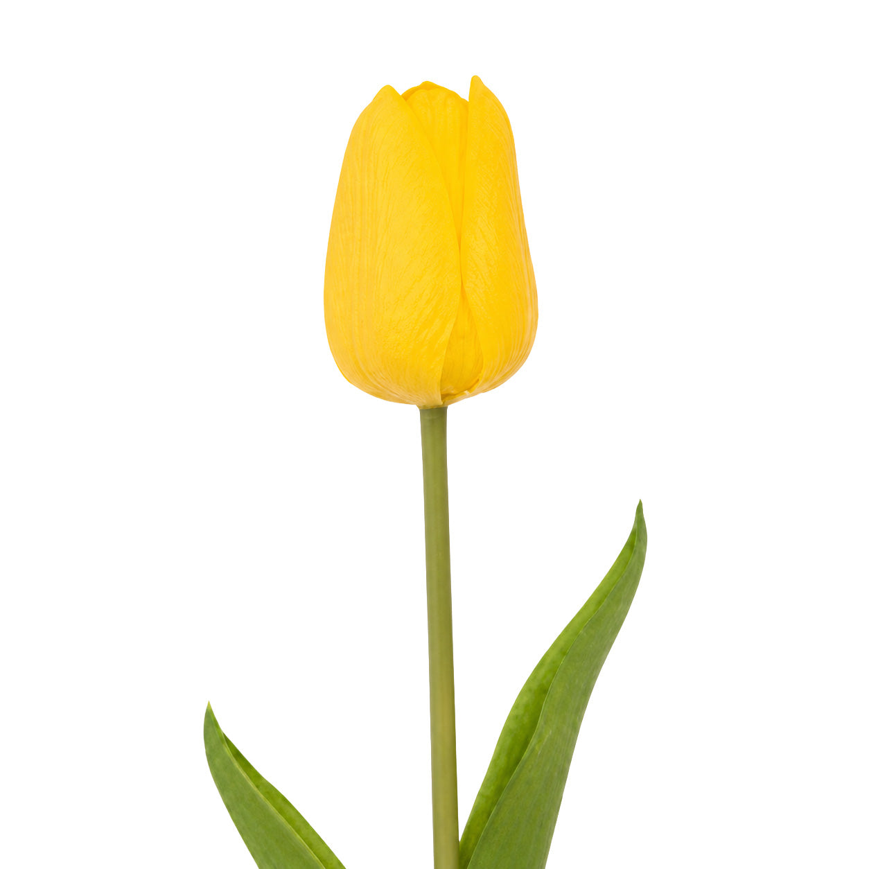 Tulip Yellow Product Image